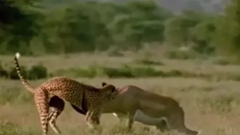 CLIP: Tóm gọn được linh dương, báo săn vẫn phải đón nhận cái kết bẽ mặt