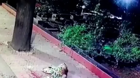 CLIP: Báo hoa mai lẻn vào nhà dân, tóm gọn chó nhà trong 'chớp mắt'