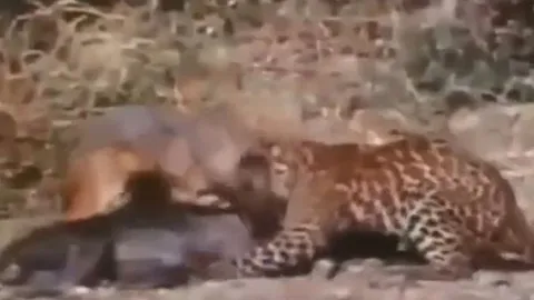 CLIP: Liều mạng cướp mồi của báo hoa mai, cáo nhận cái kết đầy bi thảm