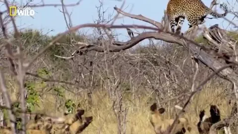 CLIP: Bị đàn chó hoang truy đuổi, báo hoa mai sợ hãi nhảy tót lên cây chạy trốn