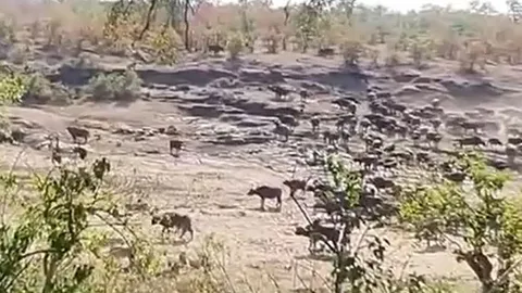 CLIP: Bị cướp con non, 500 con trâu rừng rủ nhau tới 'tính sổ' sư tử và cái kết