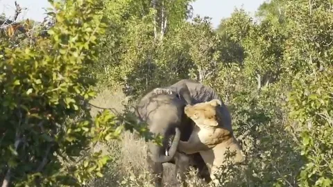 CLIP: Đi săn voi, sư tử từ kẻ đi săn biến thành con mồi