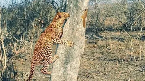 Clip: Sóc nhỏ ranh mãnh biến báo đốm thành 'trò cười'