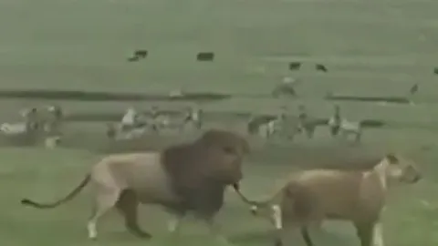 CLIP: Chó nhà ăn phải 'gan hùm', chủ động tấn công 2 con sư tử nhưng hành động của chúa tể đồng cỏ mới 'sốc'