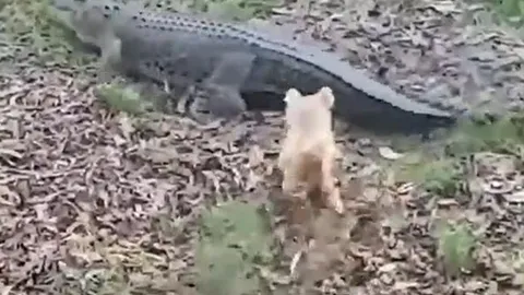 CLIP: Đang nằm nghỉ ngơi, cá sấu 'khủng' bất ngờ bị chó nhà nhỏ bé tập kích và phản ứng gây 'sốc' của chúa tể đầm lầy 