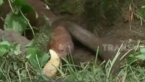 CLIP: Đụng độ cầy mangut, rắn hổ mang chúa bị hành cho thừa sống thiếu chết