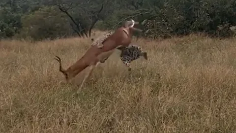 CLIP: Báo hoa mai sử dụng chiến thuật đỉnh cao, hạ gục linh dương impala trong chớp mắt