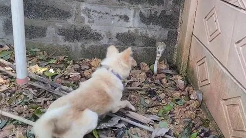 CLIP: Trông thấy rắn hổ mang, chó nhà dũng cảm lao lại tấn công và cái kết