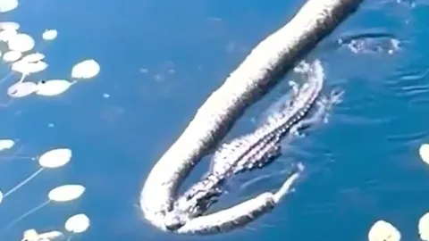 CLIP: Cá sấu kéo lê xác trăn Miến Điện 'khủng' giữa sông