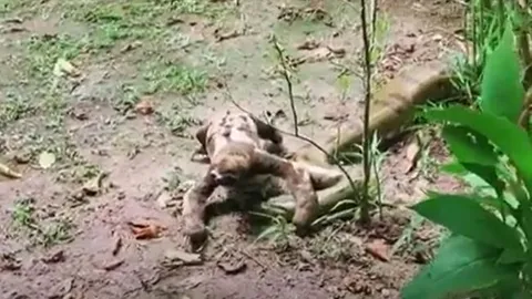 CLIP: Bị con lười bước qua người, trăn Anaconda làm ra hành động khiến người xem 'sốc'