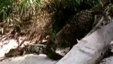 CLIP: Trêu cá sấu, báo đốm non nhận cái kết 'hú hồn'