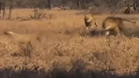 CLIP: Đang nghỉ ngơi, báo săn bị 2 con sư tử truy sát và cái kết 