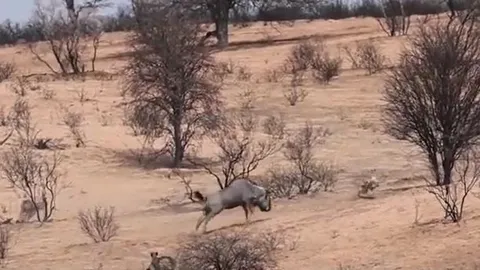 CLIP: Linh dương đầu bò mẹ liều mình tử chiến với 3 con báo săn để bảo vệ con và cái kết mãn nhãn