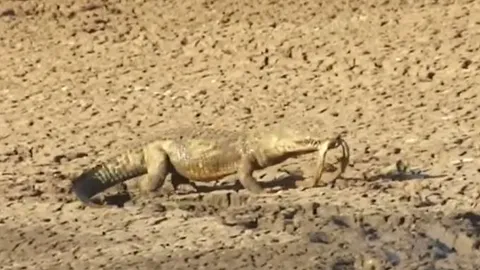 CLIP: Mặc kệ con mồi có nọc độc chết người, cá sấu vẫn dễ dàng tóm gọn rồi ăn thịt rắn mamba đen