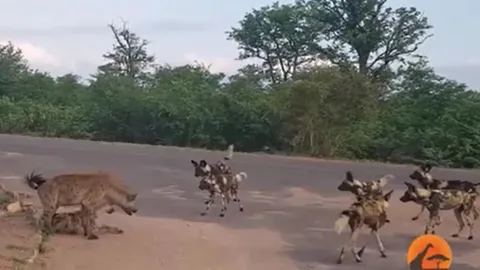 CLIP: Linh cẩu mẹ chiến đấu với bầy chó hoang châu Phi bảo vệ con và cái kết mãn nhãn