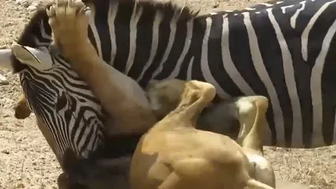 CLIP: Bị sư tử ghì chặt cổ, ngựa vằn tưởng chừng sẽ bỏ mạng nhưng nó lại có màn lật kèo ngoạn mục ở phút chót