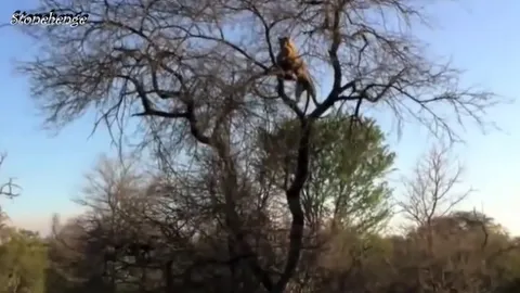 CLIP: Báo hoa mai hạ gục linh cẩu và tha xác lên cây để thưởng thức