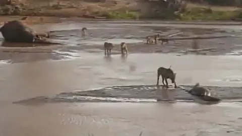 CLIP: Mãn nhãn xem màn tử chiến giành mồi kịch tính của cá sấu và đàn sư tử