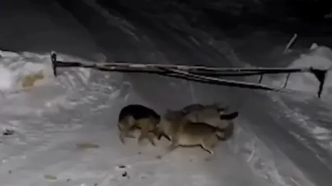 CLIP: Bị đàn sói tấn công giữa đêm, chó Becgie nhận cái kết khó tin