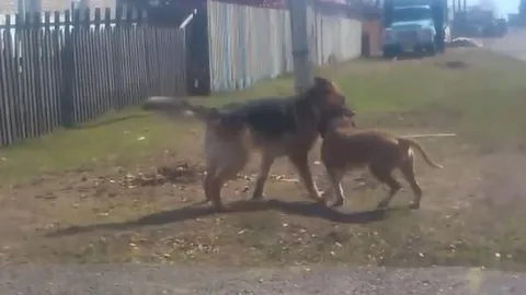 CLIP: 'Nín thở' xem màn tử chiến kịch tính của chó Becgie và Pitbull