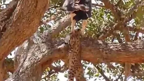 CLIP: Tóm báo săn con và ăn thịt, đại bàng nhận 'quả báo' ngay sao đó