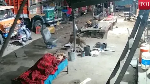 CLIP: Đang ngủ trưa, người đàn ông giật mình tỉnh giấc khi báo hoa mai lẻn vào nhà tha chó đi và cái kết