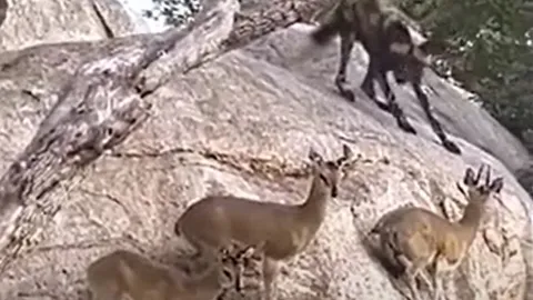 CLIP: Bị 21 con chó hoang châu Phi truy sát, linh dương vẫn khiến kẻ đi săn bẽ mặt