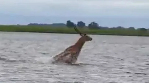CLIP: Đang vượt sông, linh dương bị cá sấu truy sát và cái kết khó đoán