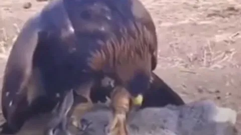 CLIP: Kinh ngạc trước màn săn thỏ đỉnh cao của đại bàng