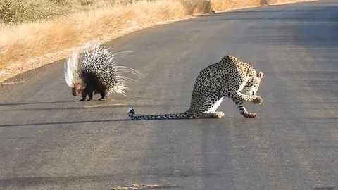 CLIP: Đi săn nhím, báo hoa mai nhận ngay cái kết 'muối mặt'