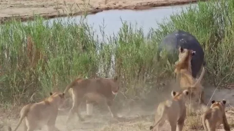 CLIP: Bị 5 con sư tử truy sát, hà mã một mình chống trả và cái kết bất ngờ