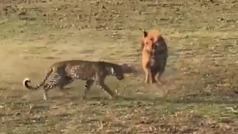 CLIP: Mãn nhãn trước màn tử chiến giành mồi của báo hoa mai và linh cẩu