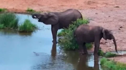 CLIP: Đang uống nước, voi bị cá sấu tấn công và cái kết khó đoán