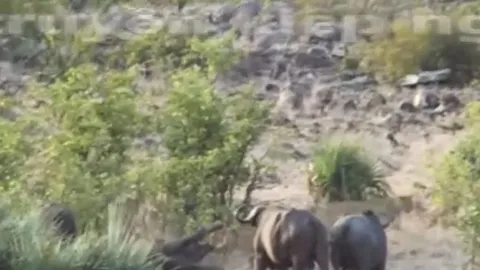 CLIP: Đàn trâu rừng hóa 'người hùng', cứu voi con khỏi hàm răng sắc nhọn của bầy sư tử và cái kết