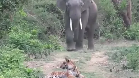 CLIP: Đang nằm nghỉ, hổ bỗng co giò bỏ chạy khi con vật này xuất hiện