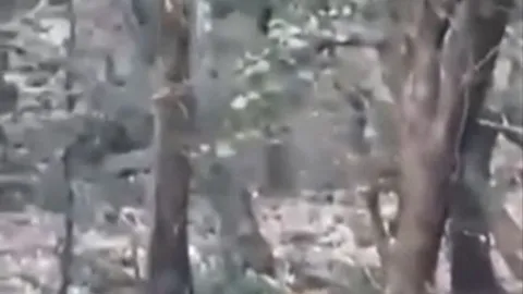 CLIP: Báo hoa mai thoát chết ngoạn mục nhờ 'độc chiêu' khi bị hổ truy sát