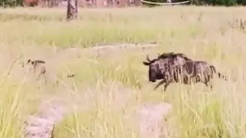 CLIP: Thấy con non bị báo hoa mai tấn công, linh dương đầu bò liều mình chống trả và cái kết