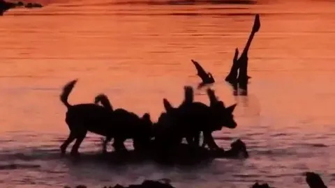 CLIP: Bầy chó hoang châu Phi đói liều mình lao xuống nước săn linh dương Impala và cái kết dễ đoán