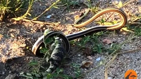 CLIP: Mãn nhãn trước màn tử chiến kéo dài 2 tiếng đồng hồ của rắn cát bụng vàng và thằn lằn