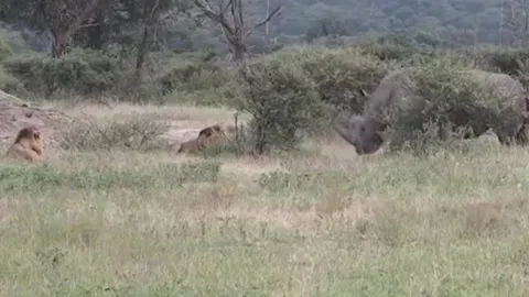 CLIP: Tê giác 'ghé thăm' 2 con sư tử đang nghỉ ngơi và phản ứng của kẻ đi săn khiến cư dân mạng 'sốc' nặng