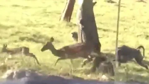 CLIP: Bị khỉ đầu chó bắt mất con, linh dương mẹ nổi cơn thịnh nộ, quyết trả thù và cái kết gây chú ý