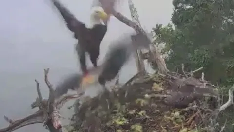 CLIP: 'Rùng mình' trước khoảng khắc đại bàng hói thảm sát chim ưng biển non