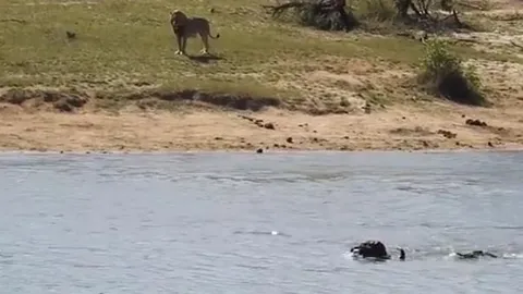 CLIP: Bị cả sư tử lẫn cá sấu truy sát, trâu rừng vẫn thoát chết ngoạn mục