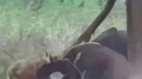 CLIP: Thấy đồng loại bị hổ tấn công, bò tót lao lại giải cứu và cái kết dở khóc dở cười