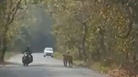 CLIP: Đang di chuyển trên đường bằng xe máy, cặp đôi bị hổ 'chặn đường' và cái kết khiến người xem 'thót tim'