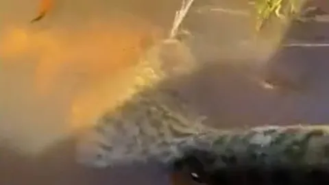 CLIP: Tham lam nuốt cá 'khủng', trăn Anaconda và con mồi 'rủ nhau' đồng quy vu tận