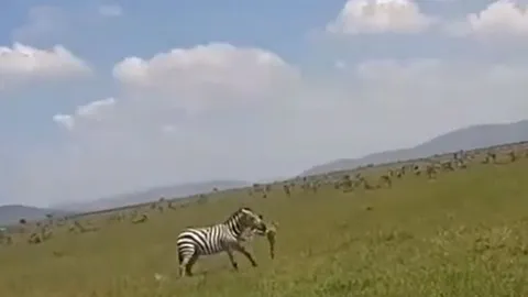 CLIP: Ngựa vằn đực nổi cơn điên, cắn chết con non