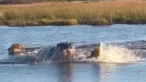 CLIP: Đang bơi qua sông, 3 con sư tử bị hà mã điên cuồng truy sát và cái kết