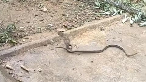 CLIP: Đối đầu với chuột, rắn sọc dưa từ kẻ săn mồi biến thành con mồi