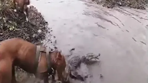 CLIP: Mãn nhãn trước màn tử chiến 'nảy lửa' của chó Pitbull và cá sấu